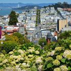 Flowerpower in San Francisco