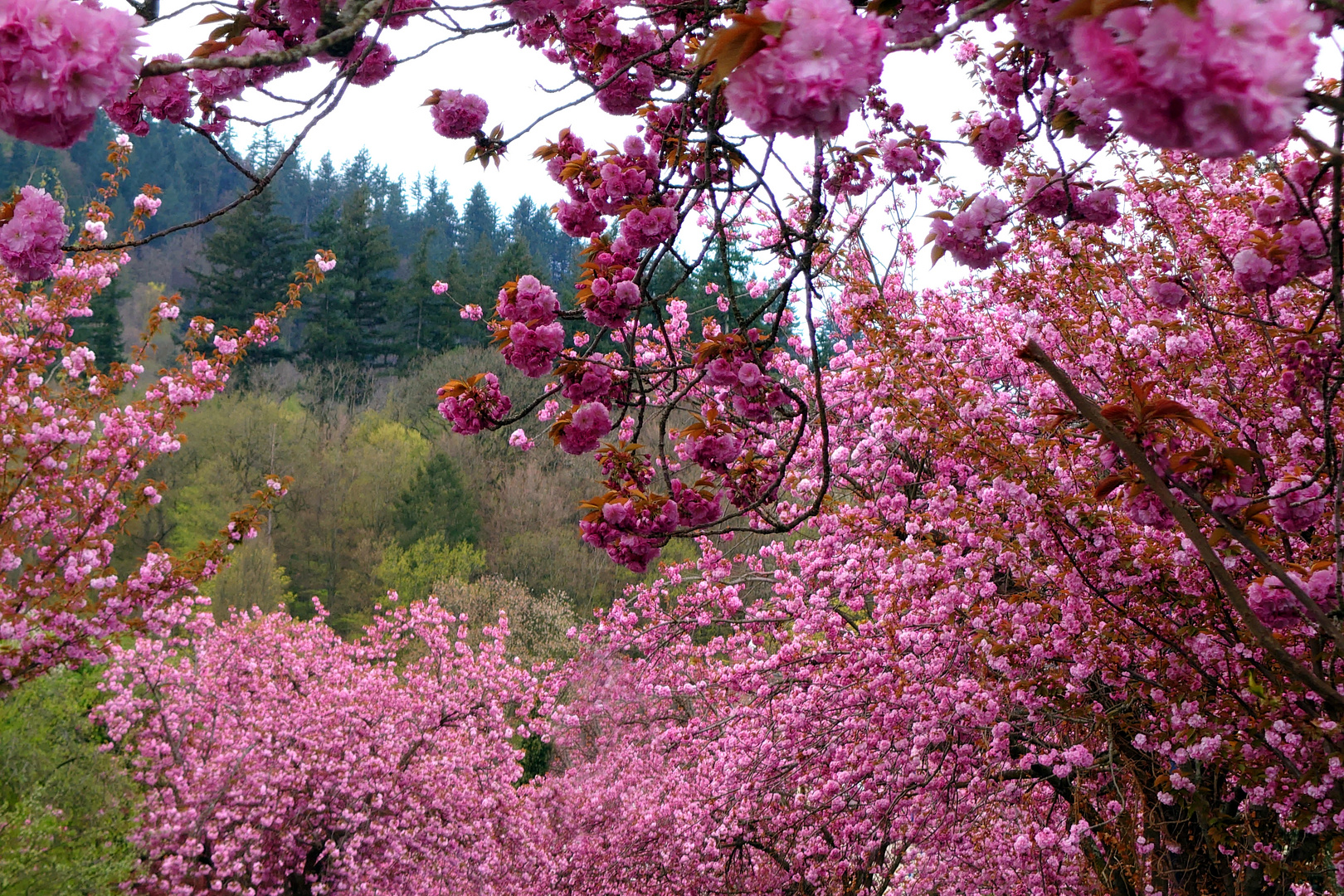 Flowerpower oder ein Frühlingsversuch