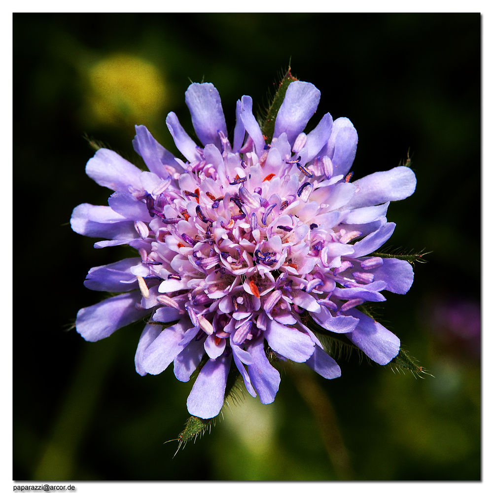 FlowerPower ("Sag' mir wo die Blumen sind")