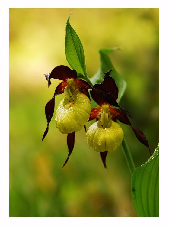 ***Flowerpower with Ladyslipper***