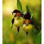 ***Flowerpower with Ladyslipper***