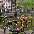 Flowerrad aus Amsterdam