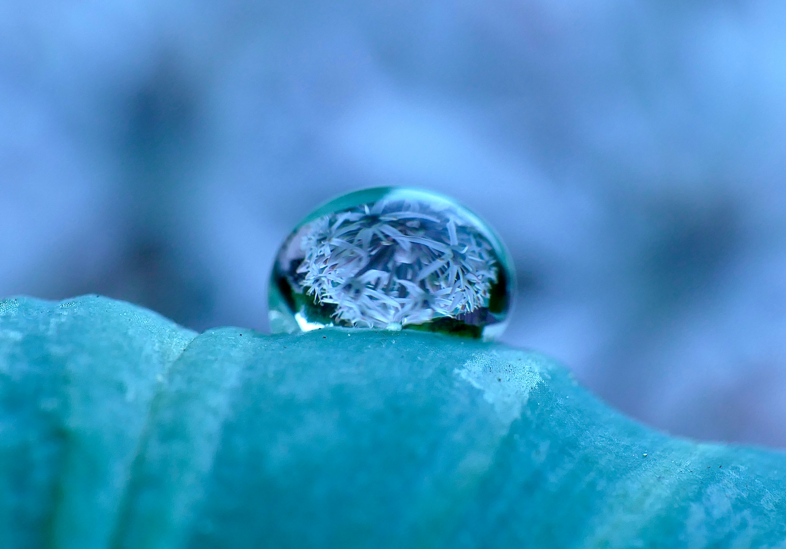 Flowerreflection