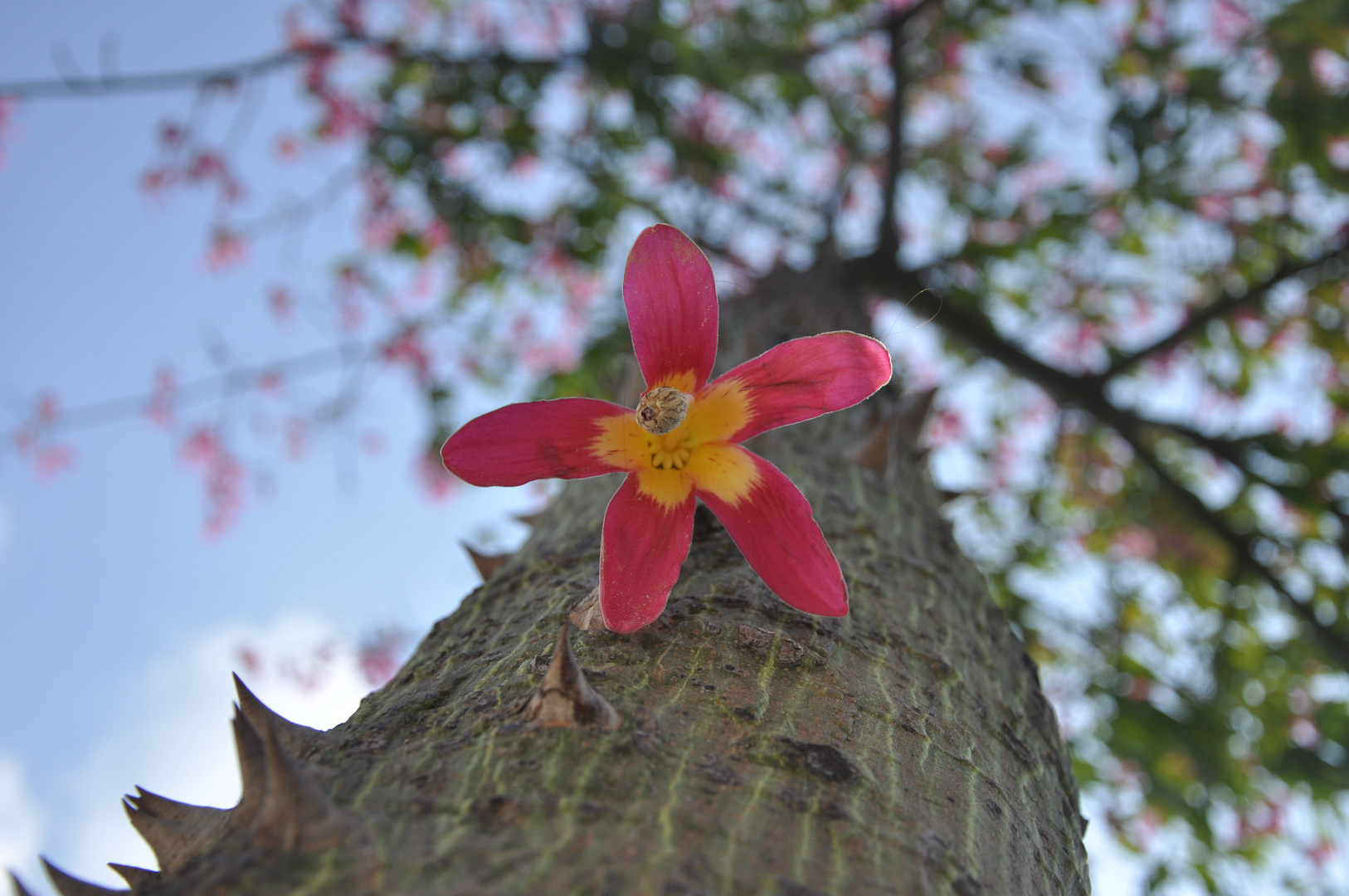 flowers