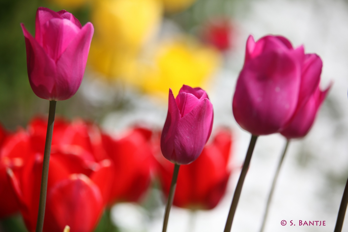 Flowers