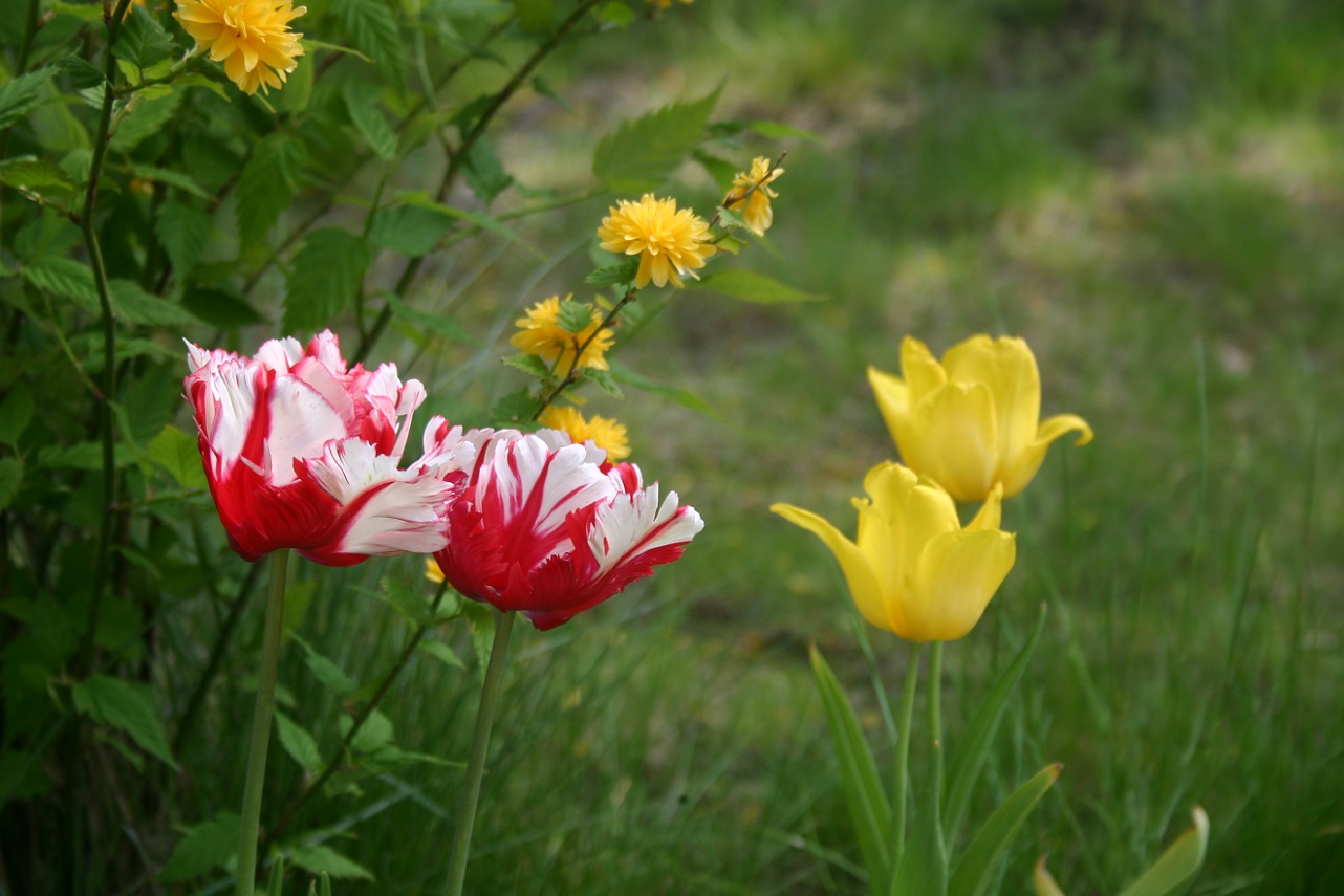 Flowers