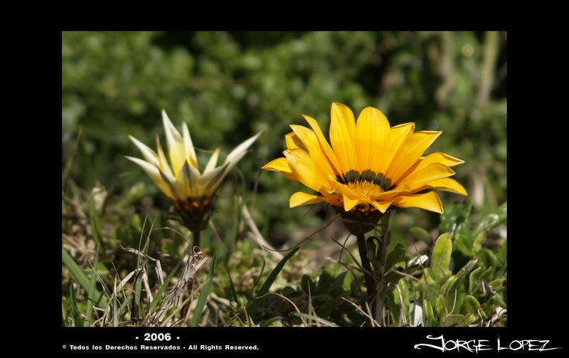 Flowers # 1