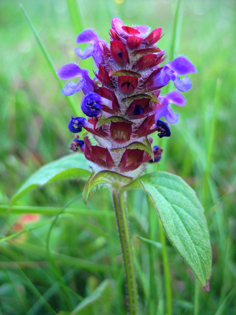 Flowers 1