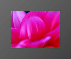 Flowers #16