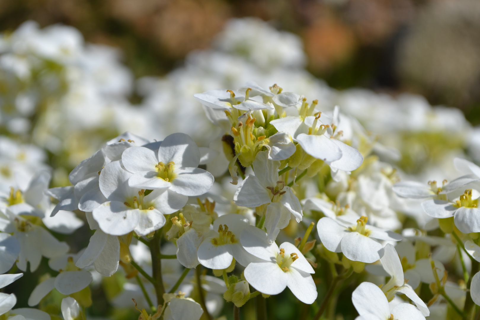 Flowers.