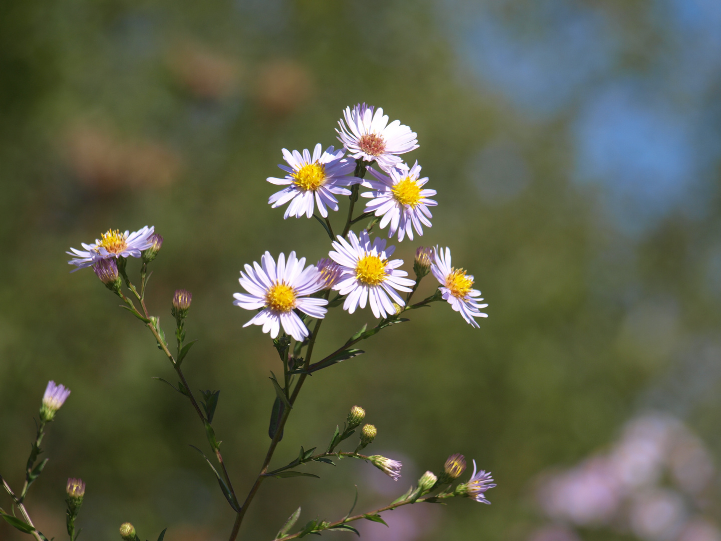 flowers 3