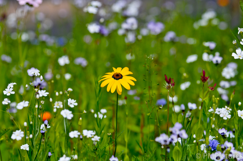 Flowers 3