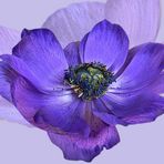 flowers ( 3 ) - blaue Anemone