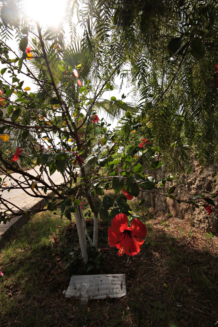 flowers