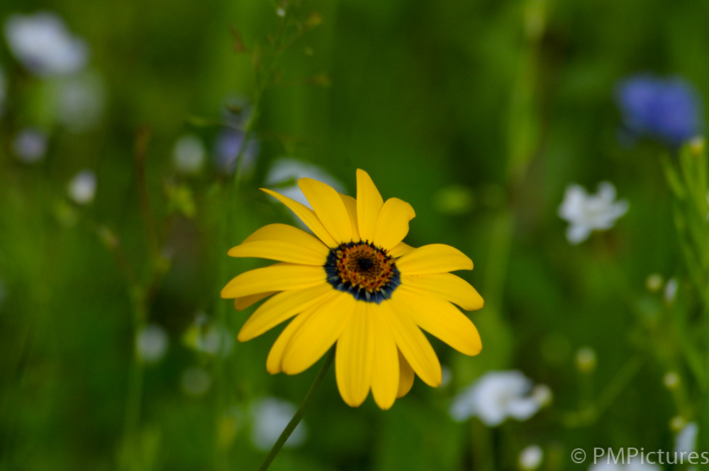 Flowers 4