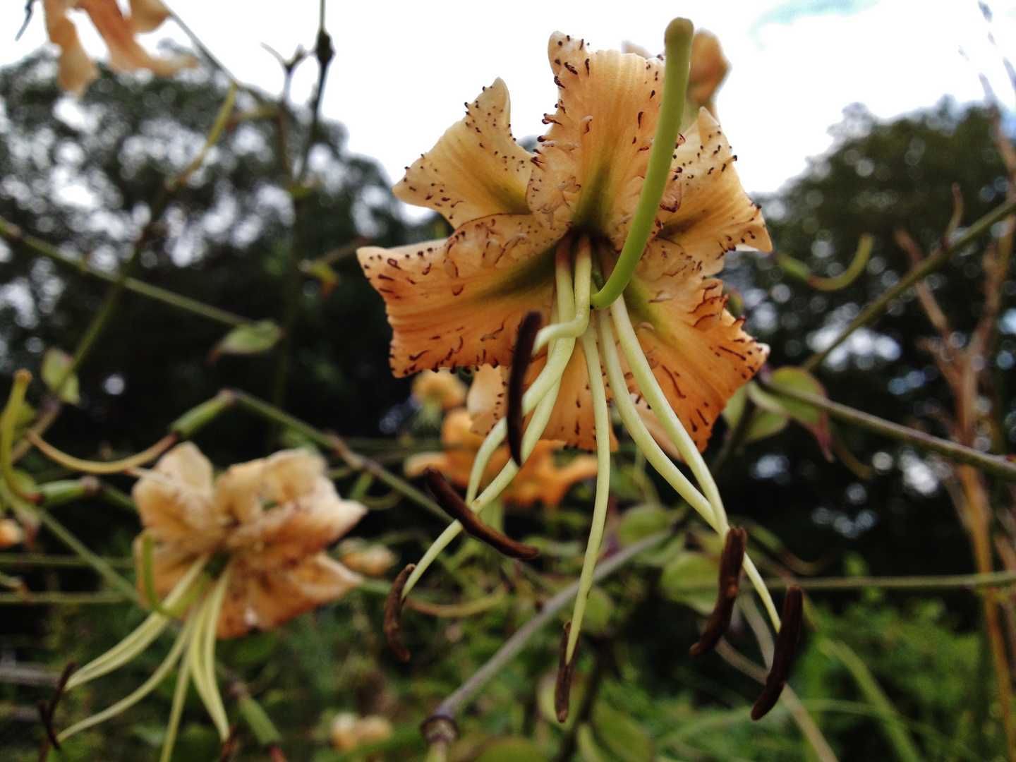 Flowers