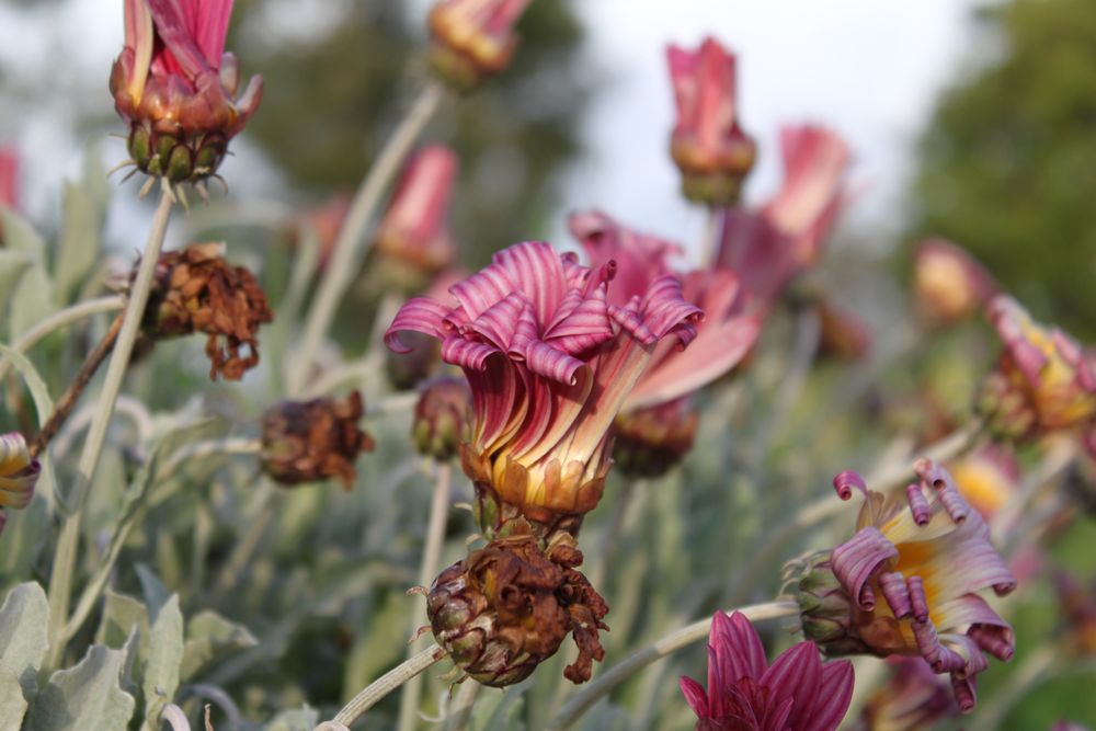 flowers von Silvio Tschörtner 