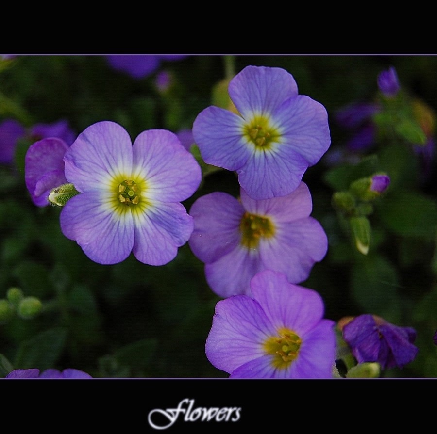 Flowers