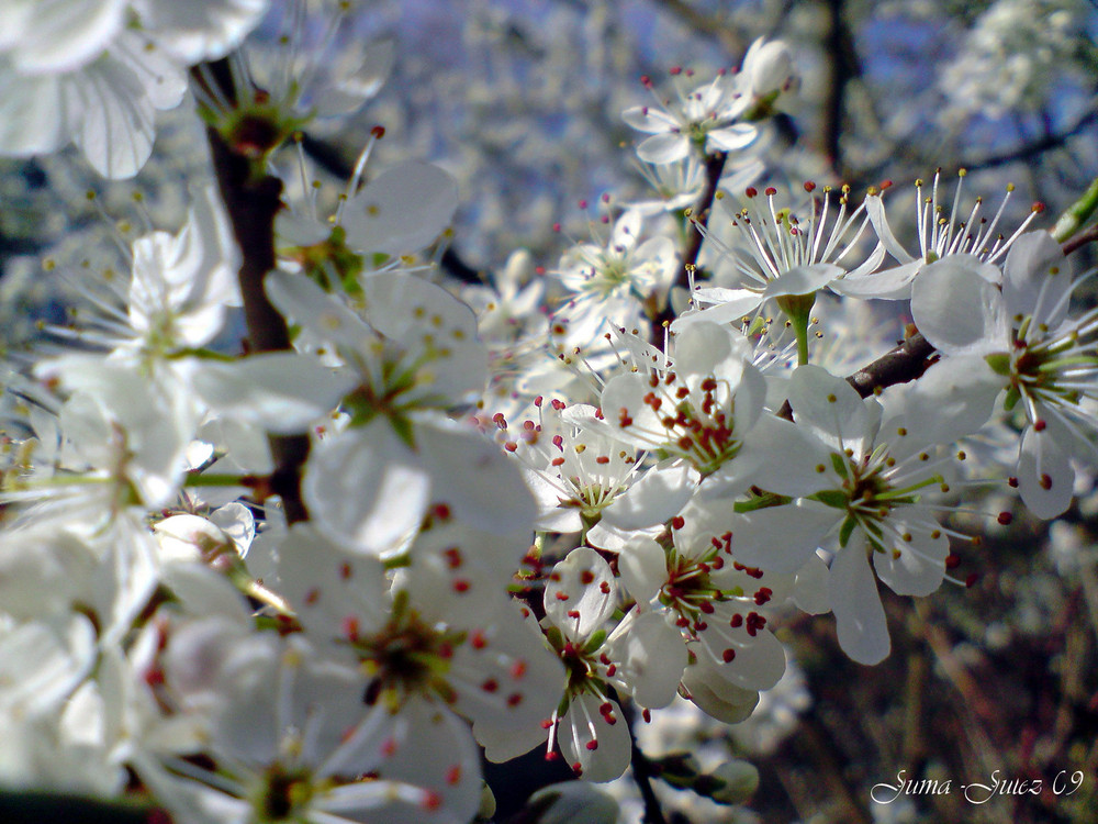 flowers