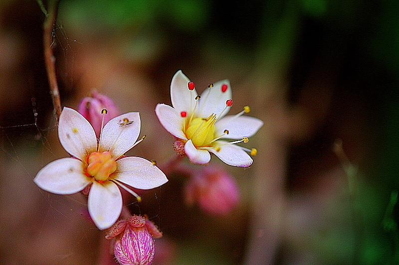 ...........FLOWERS:,,,,,,,,,,,