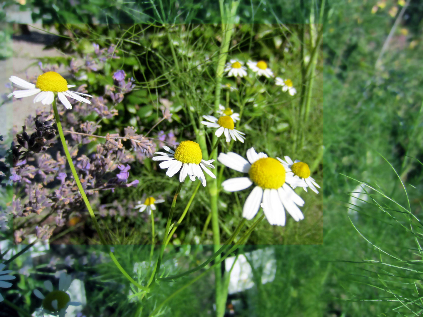 Flowers