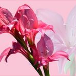 flowers ( 5 ) - Gladiole