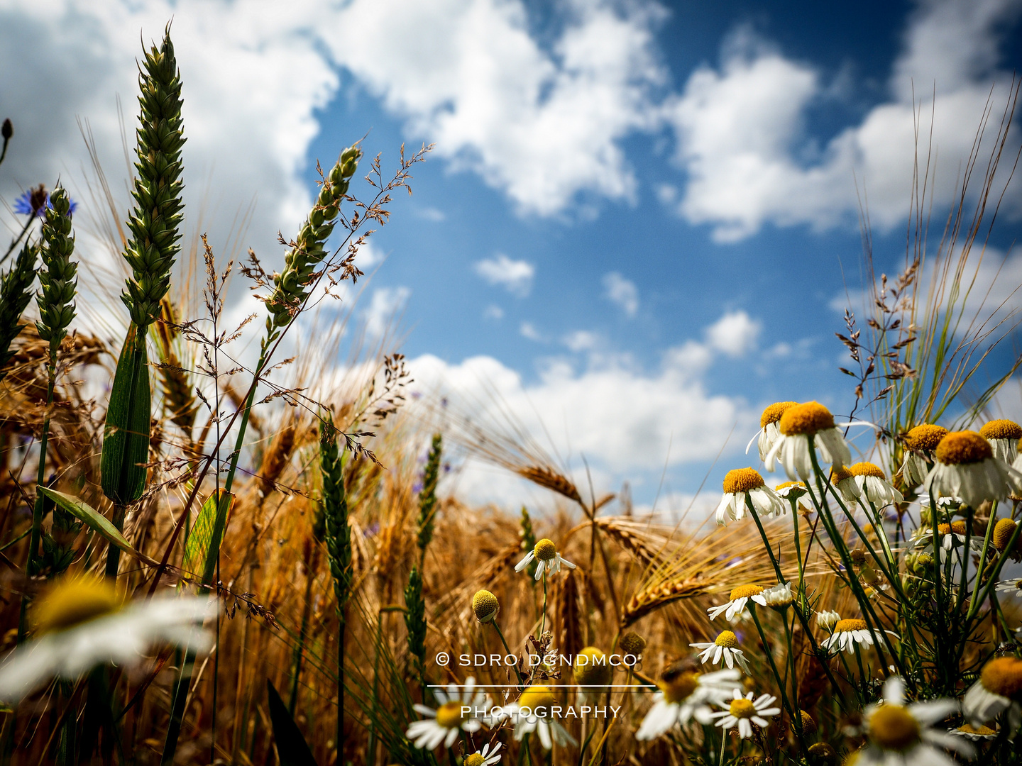 Flowers