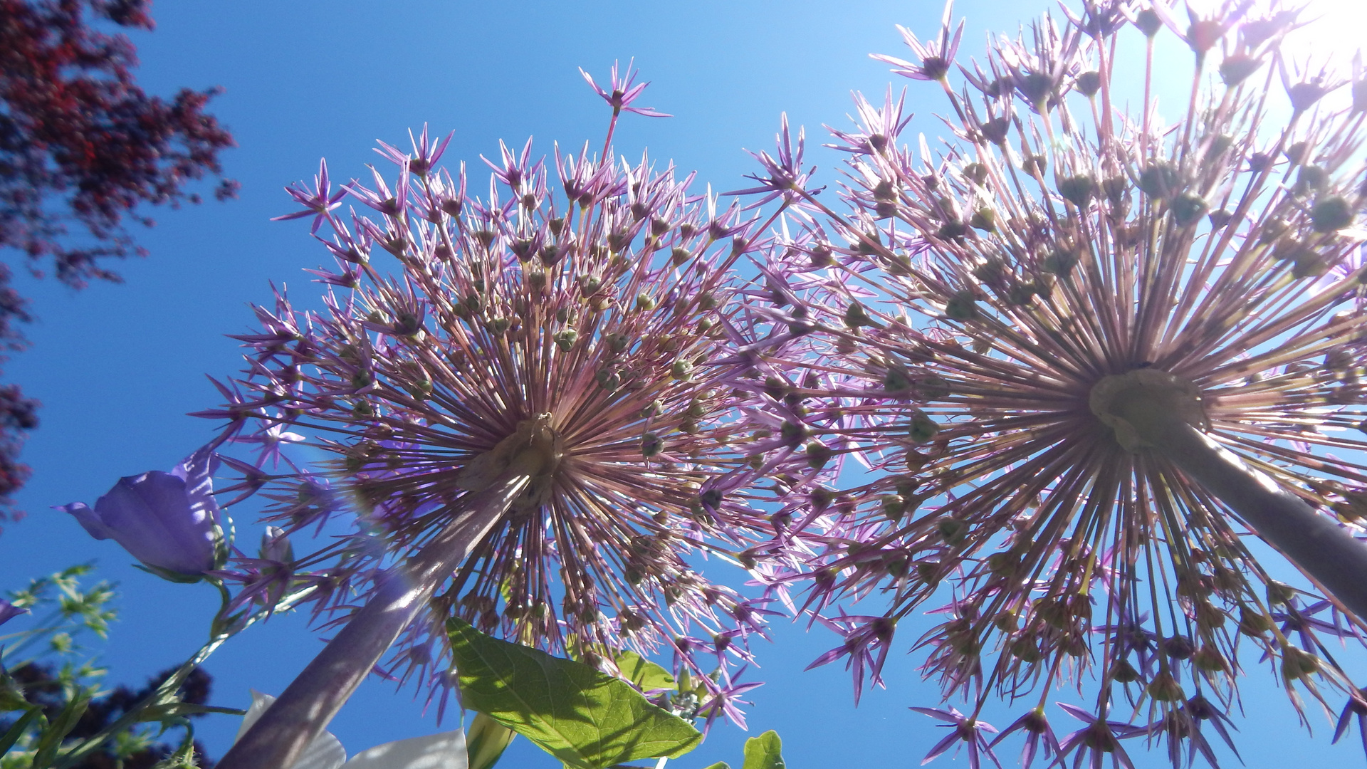 flowers