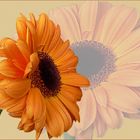 flowers ( 9 ) - Gerbera