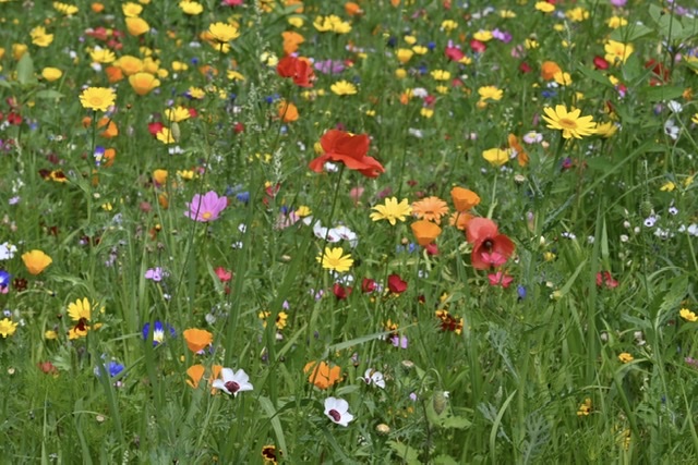 Flowers