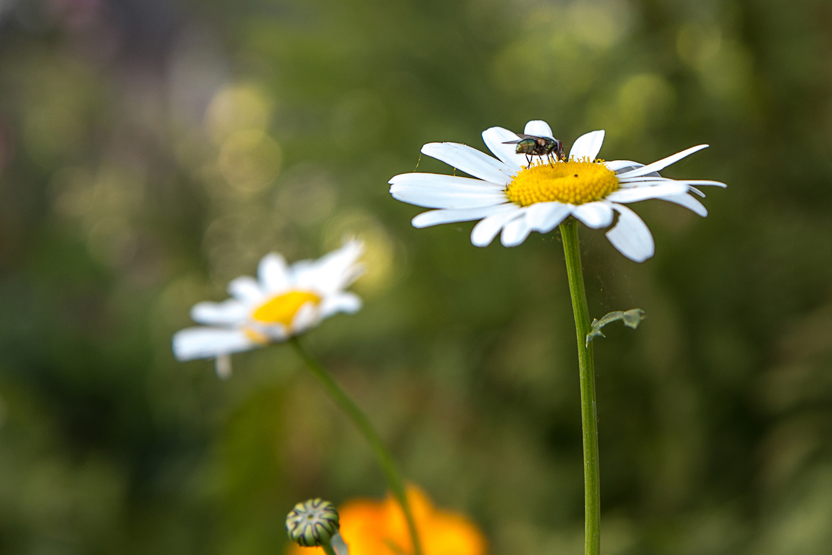 Flowers....