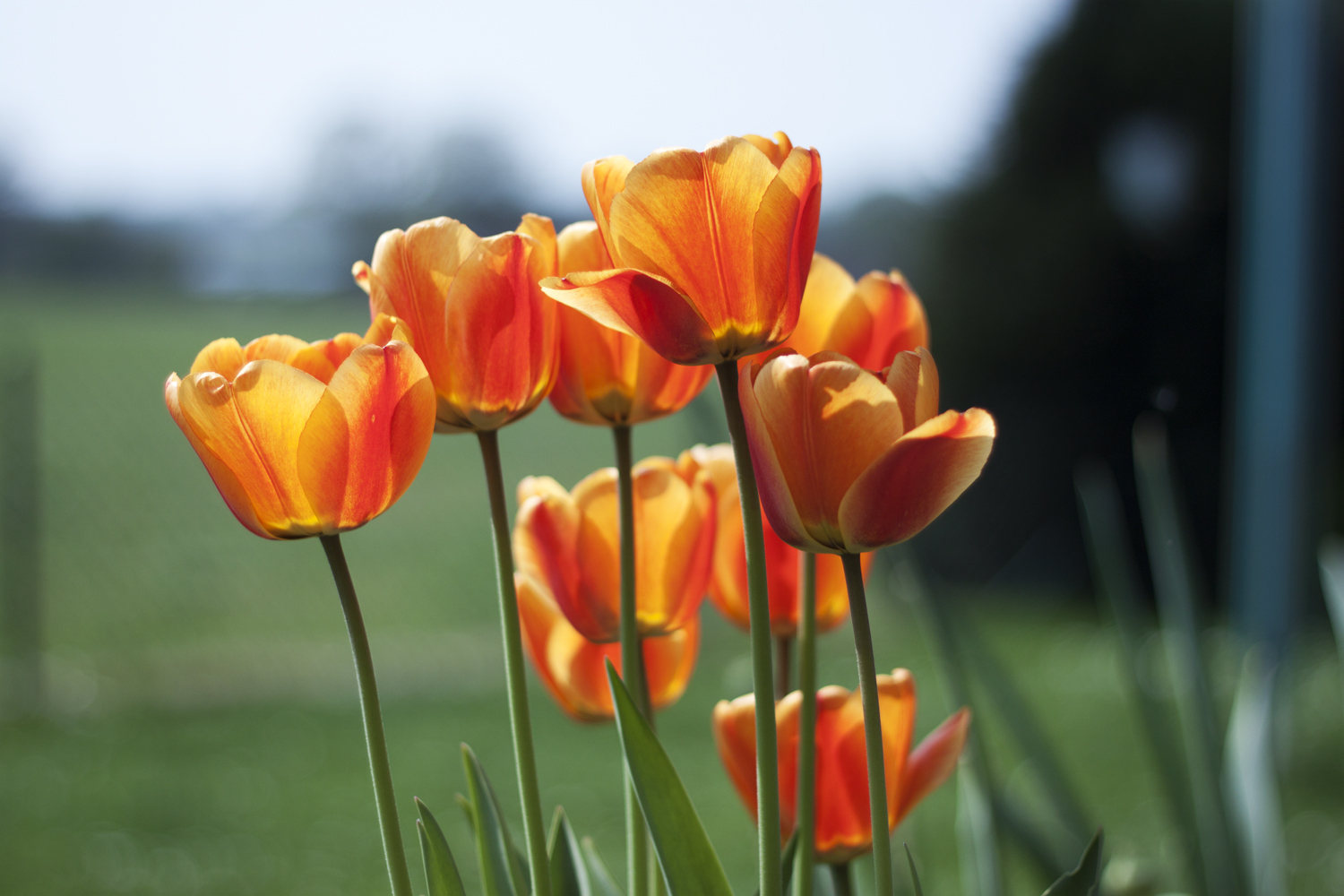 Flowers