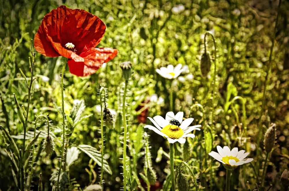 Flowers