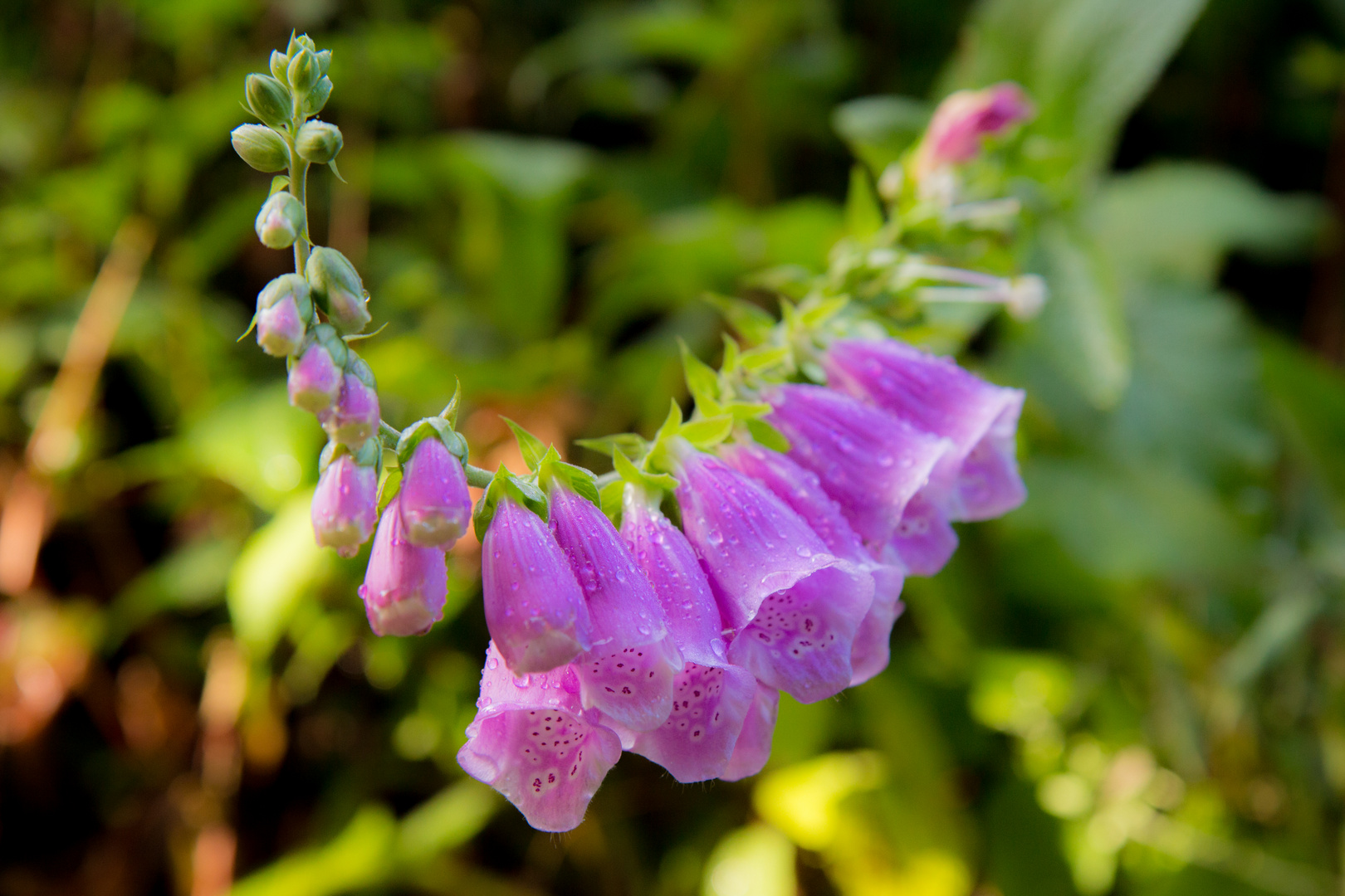 Flowers after rain