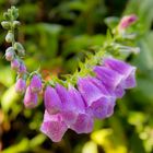 Flowers after rain