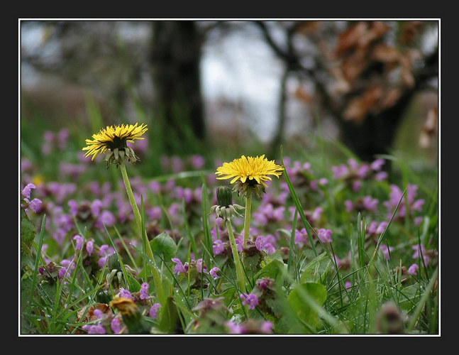 Flowers along the country-path