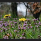 Flowers along the country-path