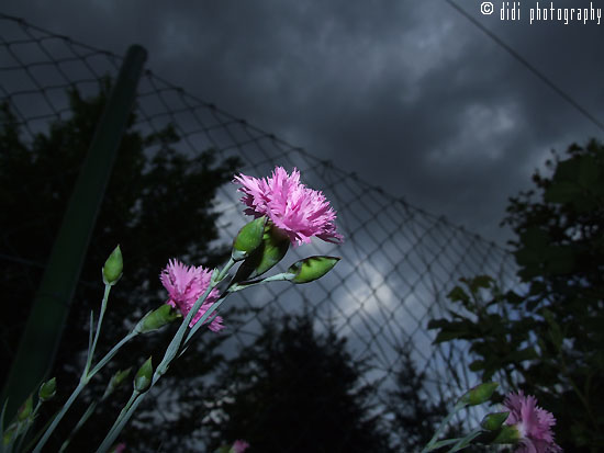 flowers and a storm