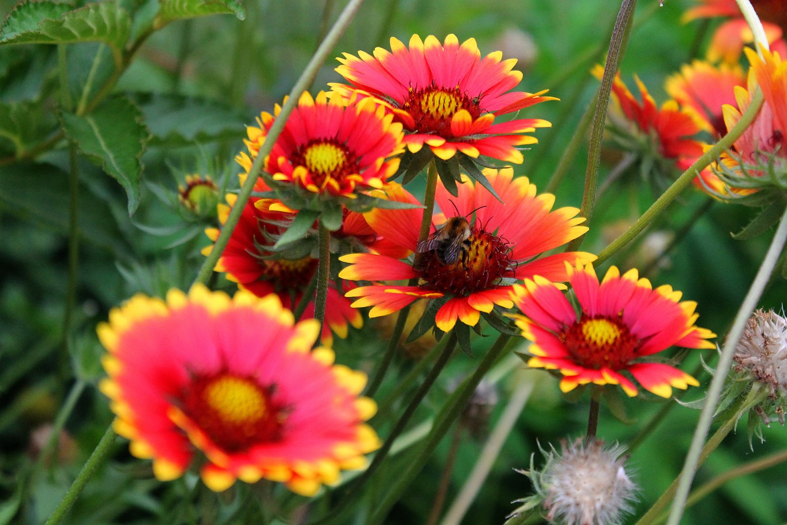 Flowers and Bees