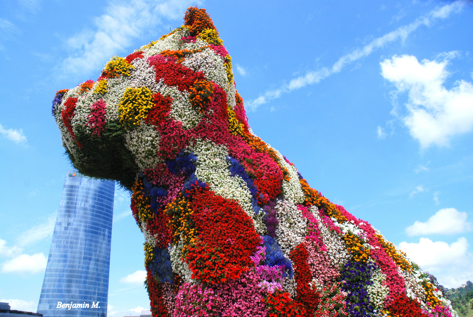 Flowers and blue sky