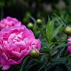 Flowers and buds