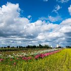 flowers and clouds