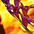 Flowers and fire for you