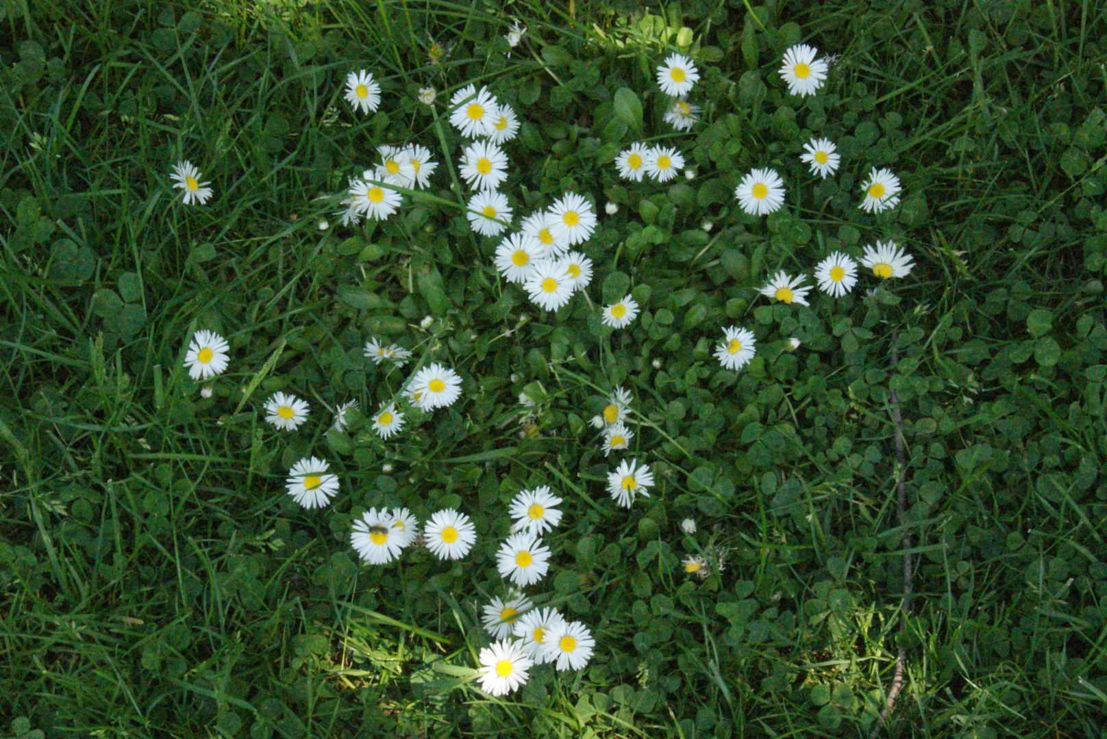 Flowers and Insects