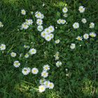 Flowers and Insects