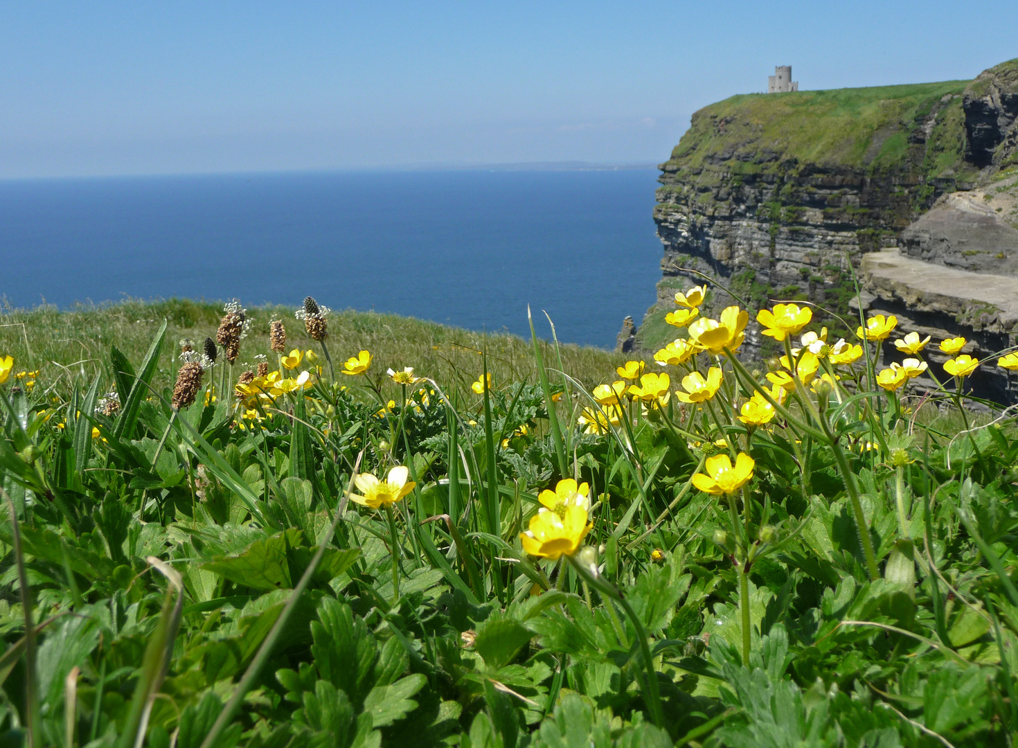 Flowers and O´Brien Tower