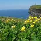 Flowers and O´Brien Tower