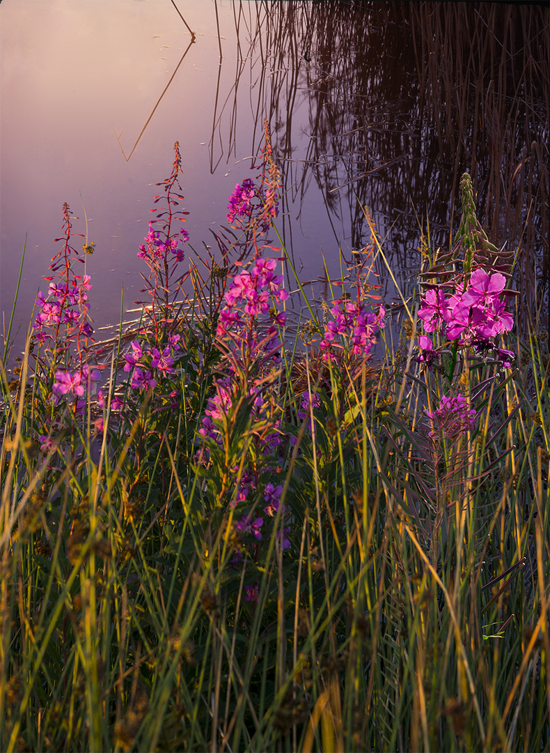 Flowers and reeds photo & image plants, fungi & lichens, landscape, rivers, streams & lakes