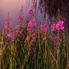 Flowers and reeds 