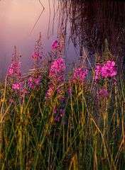 Flowers and reeds 